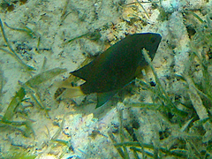 Pomacentrus chrysurus