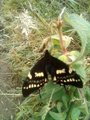 Papilio cacicus