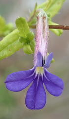 Lobelia neglecta