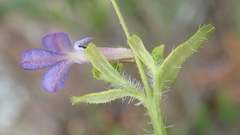 Lobelia neglecta