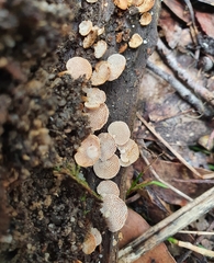 Panellus pusillus
