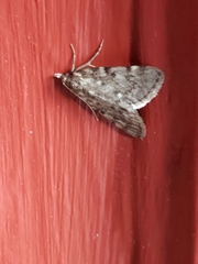 Aglossa pinguinalis