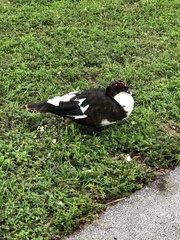 Cairina moschata domestica