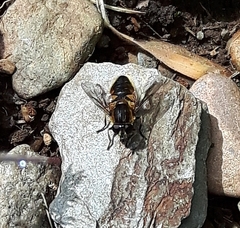 Helophilus lapponicus