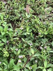 Phyla nodiflora