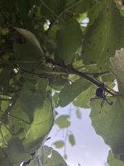 Acanthocephala thomasi