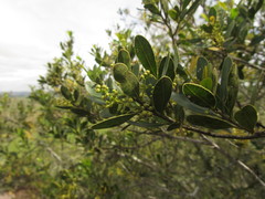 Lithraea brasiliensis