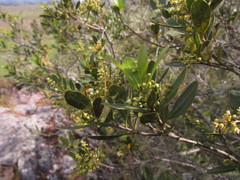 Lithraea brasiliensis
