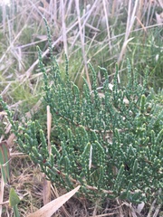 Tecticornia arbuscula