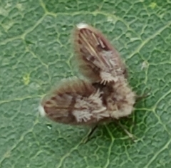 Lepiseodina superba
