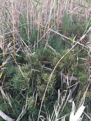 Tecticornia arbuscula