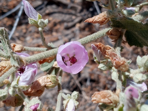 Image of Malacothamnus davidsonii by (c) Daniel S., some rights reserved (CC BY)