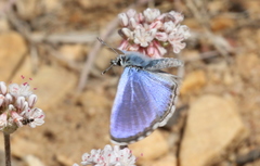 Euphilotes enoptes