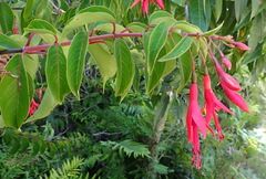 Fuchsia regia