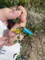 Rhynchosia cytisoides