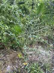 Rhynchosia cytisoides