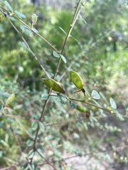 Rhynchosia cytisoides
