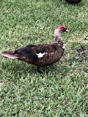 Cairina moschata domestica