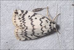 Hectobrocha pentacyma