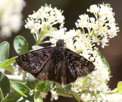 Erynnis pacuvius