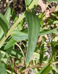 Melasma scabrum scabrum