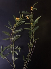 Chamaecrista deeringiana