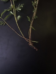 Chamaecrista deeringiana