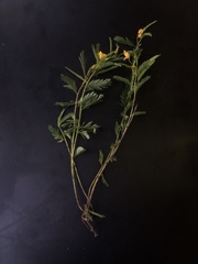 Chamaecrista deeringiana