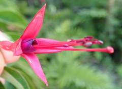 Fuchsia regia