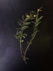 Chamaecrista deeringiana
