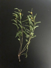 Chamaecrista deeringiana