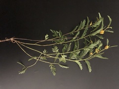 Chamaecrista deeringiana