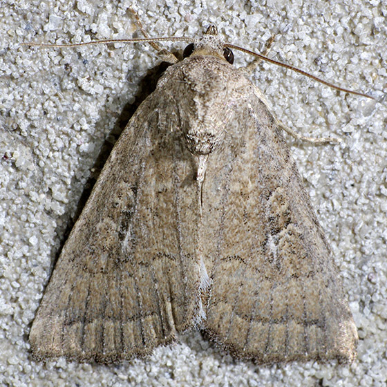 Condica charada