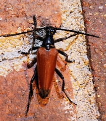 Stenelytrana emarginata