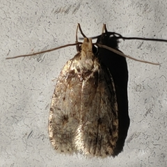 Agonopterix flavicomella