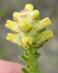 Penaea cneorum cneorum