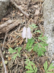 Dicentra pauciflora