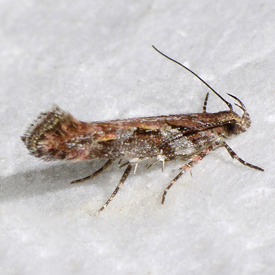 Aristotelia