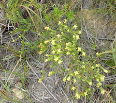 Penaea cneorum cneorum