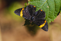 Riodina lycisca lycisca
