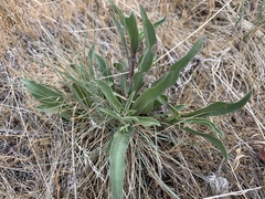 Pyrrocoma carthamoides