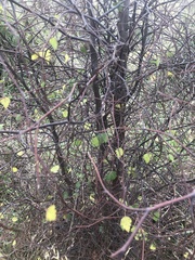 Plagianthus