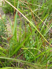 Andropogon appendiculatus