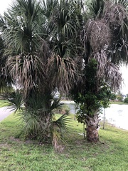 Sabal palmetto