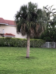 Sabal palmetto
