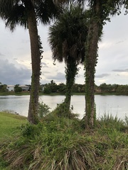 Sabal palmetto