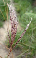 Andropogon appendiculatus