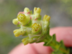 Penaea cneorum cneorum