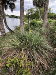 Poaceae