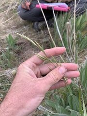 Bromus marginatus